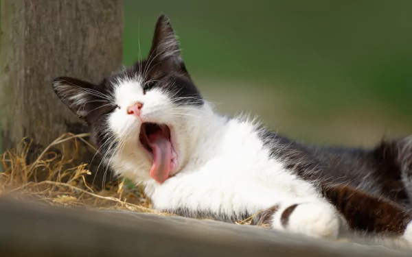 HD desktop wallpaper featuring a black and white cat yawning while resting outdoors against a natural green background.