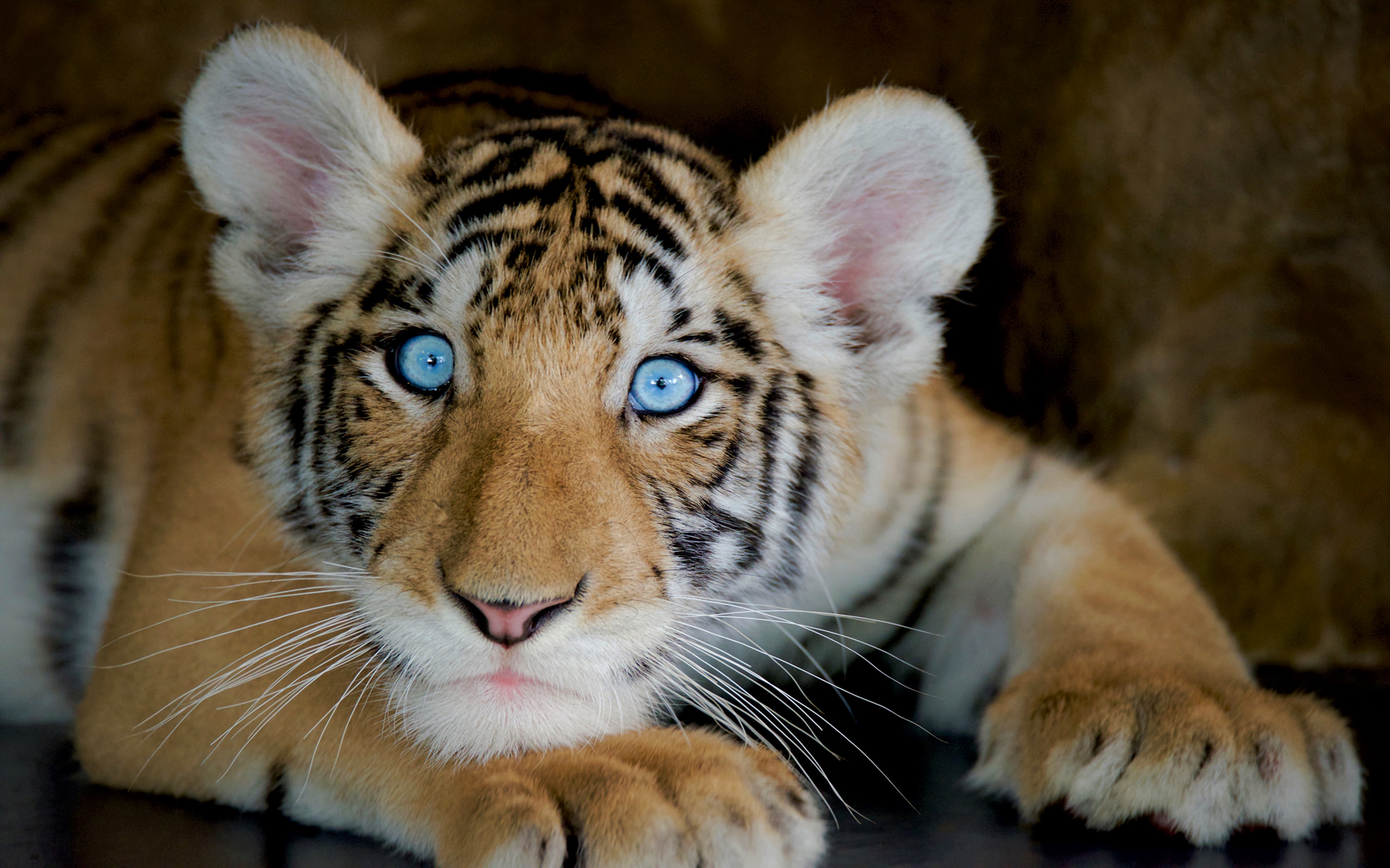 Baby Tiger 4k Ultra HD Wallpaper | Background Image | 3840x2400 | ID ...