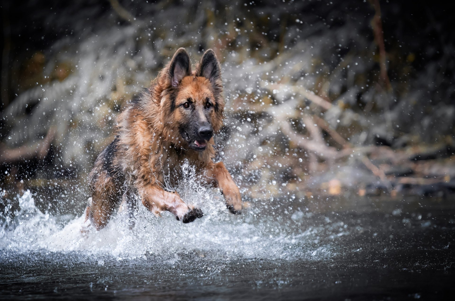 Download Splash Dog Animal German Shepherd HD Wallpaper