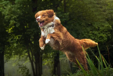 A Nova Scotia Duck Tolling Retriever leaps energetically through grassy terrain with a forested background in this HD desktop wallpaper featuring the dog in action.