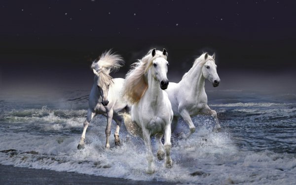 Dierenrijk Paard Fantasie Wit Oceaan Sea HD Wallpaper | Achtergrond