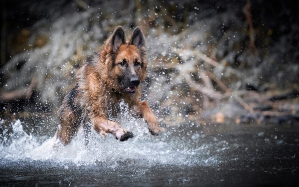 Animal German Shepherd Dogs Dog Splash HD Wallpaper | Background Image