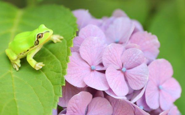 Animal Frog Frogs Flower Amphibian Hydrangea HD Wallpaper | Background Image