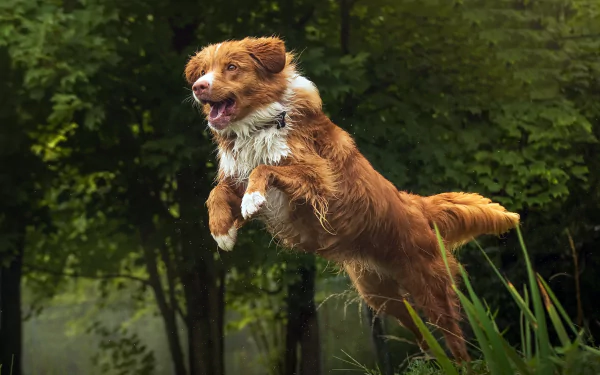 A Nova Scotia Duck Tolling Retriever leaps energetically through grassy terrain with a forested background in this HD desktop wallpaper featuring the dog in action.