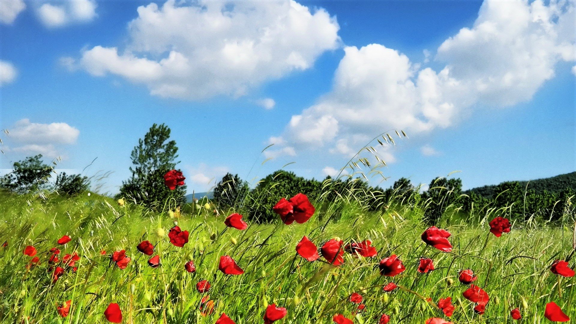 Download Wind Field Red Flower Flower Nature Poppy HD Wallpaper