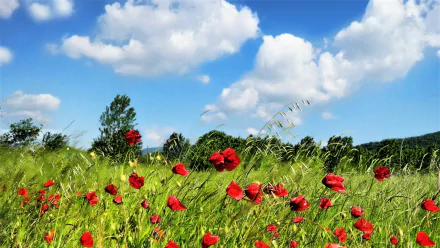  Red Poppies in the Wind