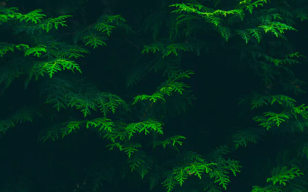 Lush green branches with dense foliage create a serene nature scene, captured in high definition for a vibrant PC desktop wallpaper background.