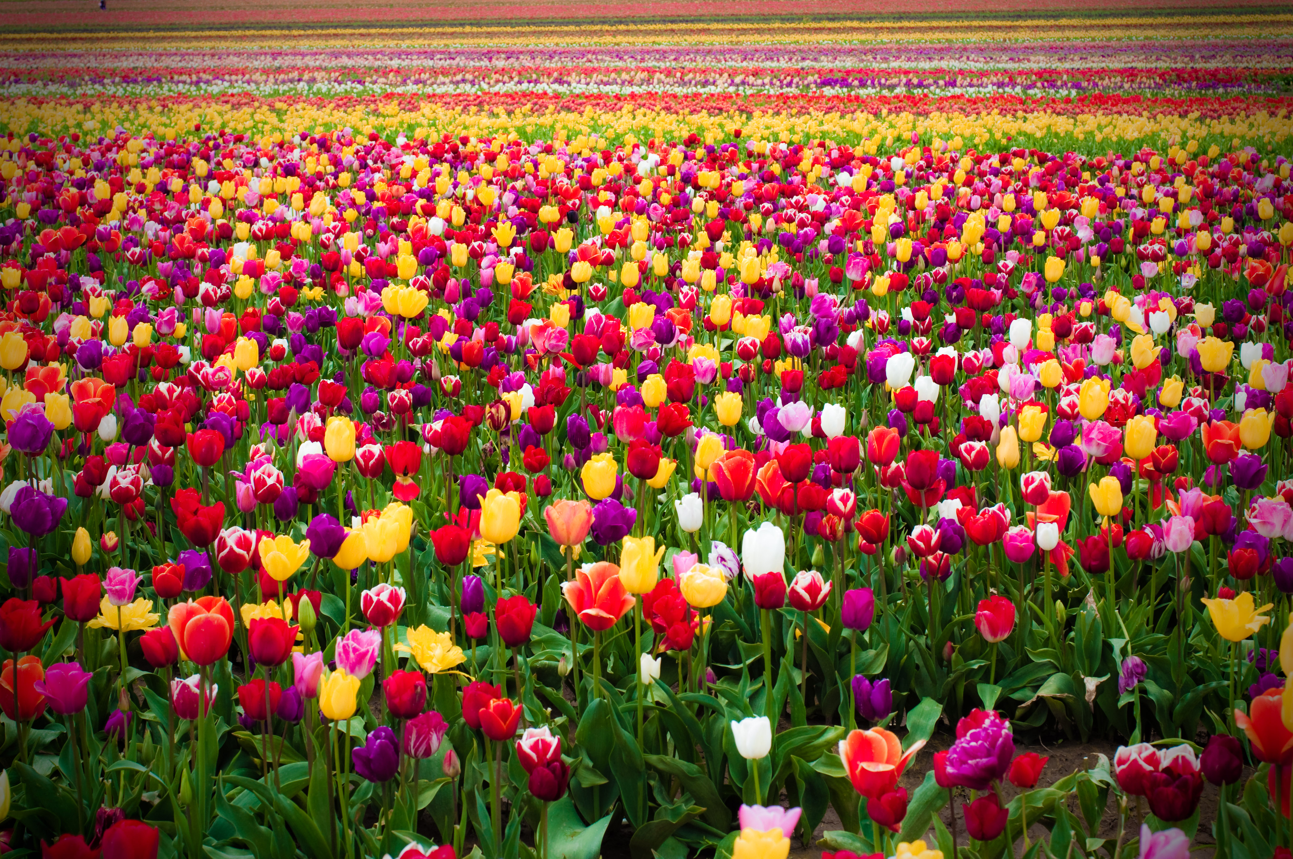 Download Yellow Flower Purple Flower Red Flower Flower Nature Tulip 4k ...