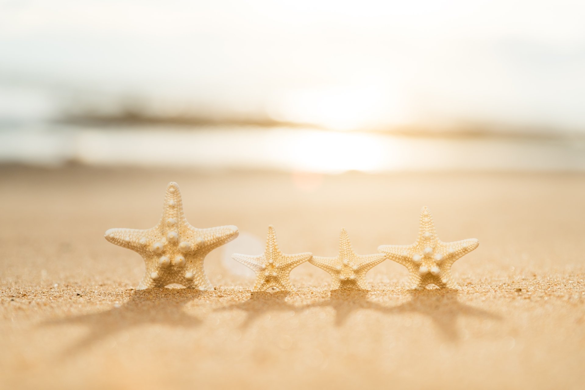 Download Sand Animal Starfish 4k Ultra HD Wallpaper