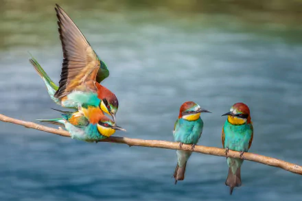 HD PC desktop wallpaper and background of vibrant bee-eater birds (bird, Animal) perched on a branch over water — three sitting and one landing.