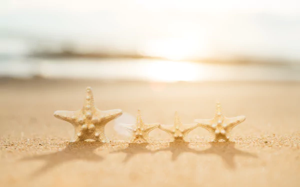 sand Animal starfish HD Desktop Wallpaper | Background Image