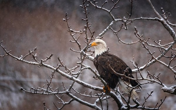 Animal Bald Eagle Birds Eagles Eagle Bird Of Prey Snowfall HD Wallpaper | Background Image