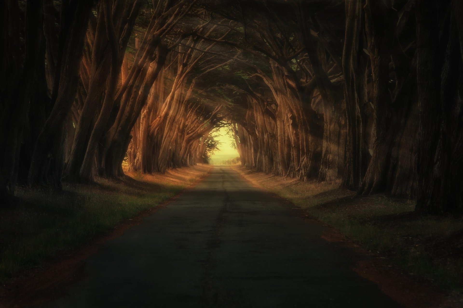 HD desktop wallpaper depicting a tree-lined road with sunbeams filtering through the branches, creating a serene and enchanting nature-man-made blend.