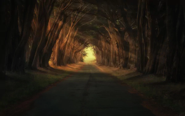 HD desktop wallpaper depicting a tree-lined road with sunbeams filtering through the branches, creating a serene and enchanting nature-man-made blend.