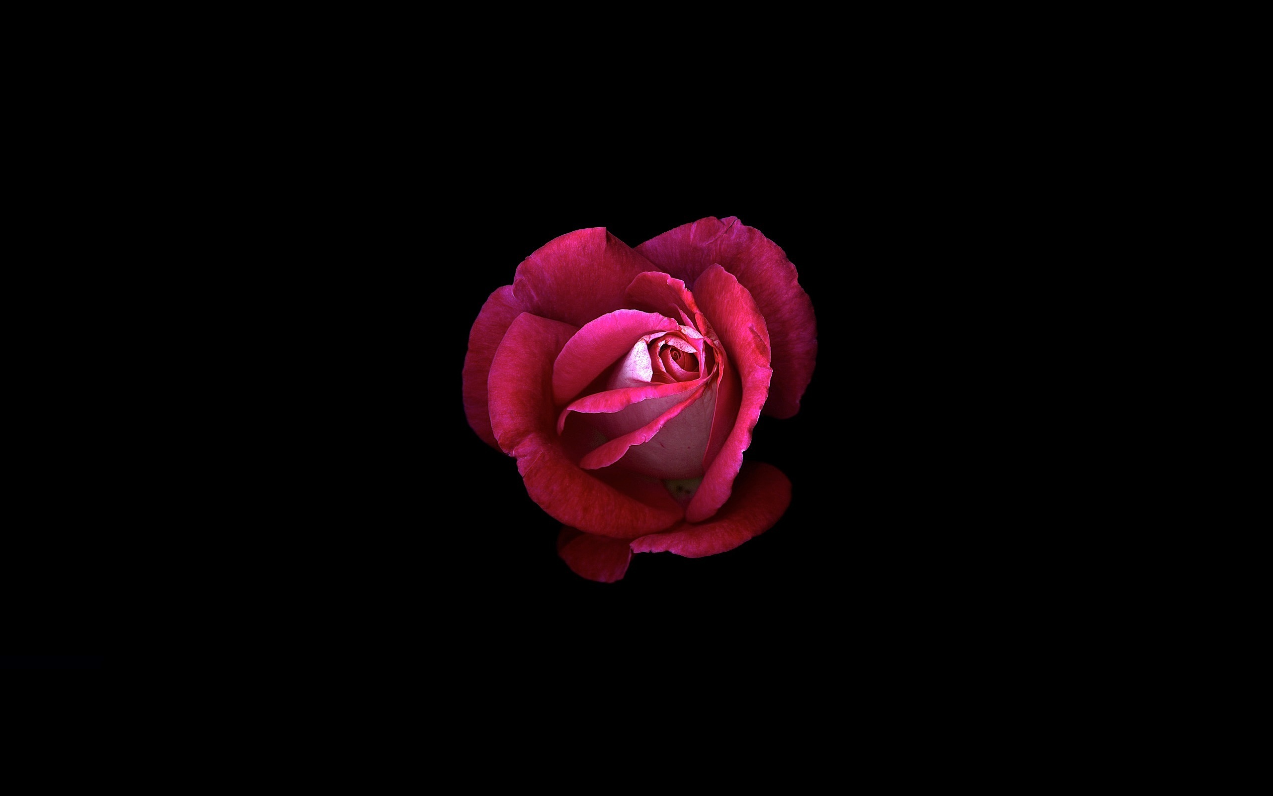 400+ Red Rose HD Wallpapers and Backgrounds