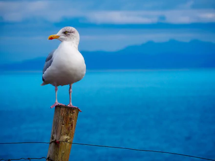 A seagull perched on a wooden post with a vibrant blue ocean and distant mountains in the background, captured in HD for a desktop wallpaper.