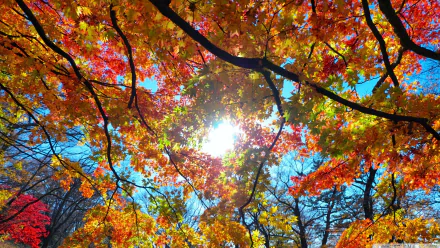 Sunshine filters through vibrant fall leaves on a tree branch against a clear blue sky, captured in an HD nature desktop wallpaper.
