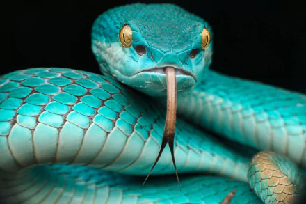 Close-up HD image of a vibrant blue pit viper snake with forked tongue extended, showcasing detailed scales and fierce eyes against a dark background.