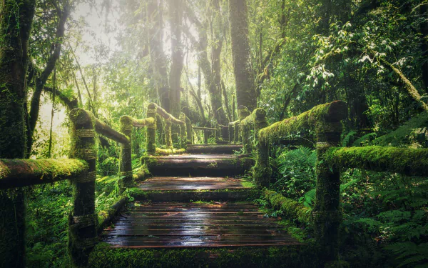 A serene 4K Ultra HD forest scene with a moss-covered boardwalk winding through dense green trees and lush greenery.