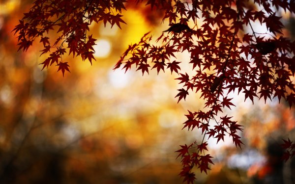 Earth Leaf Fall Season HD Wallpaper | Background Image