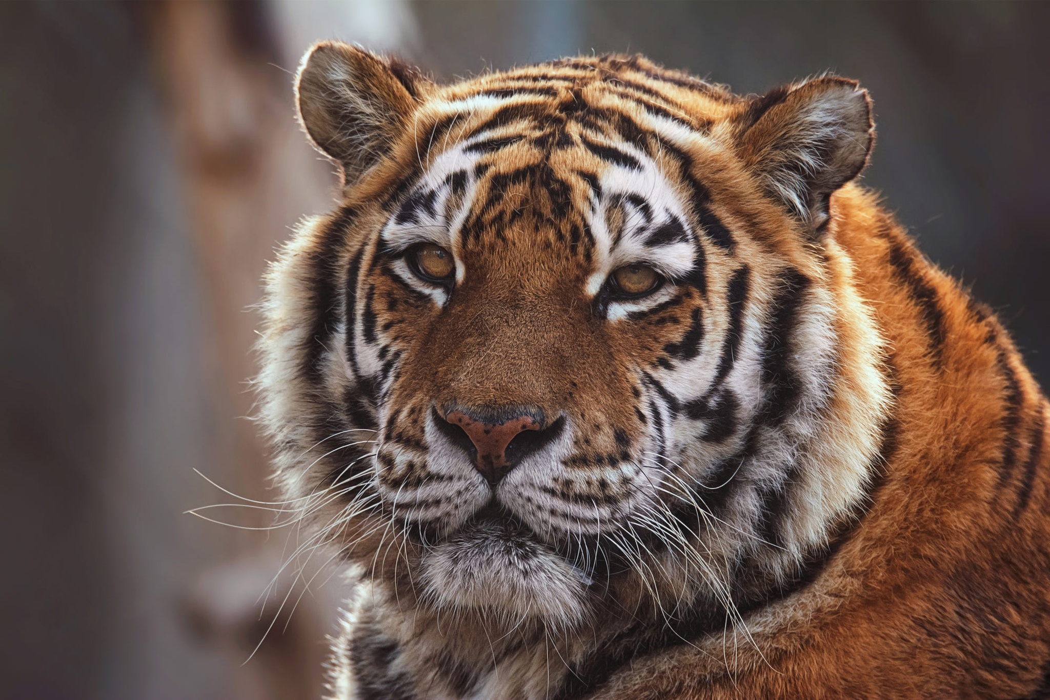 Download Animal Tiger HD Wallpaper