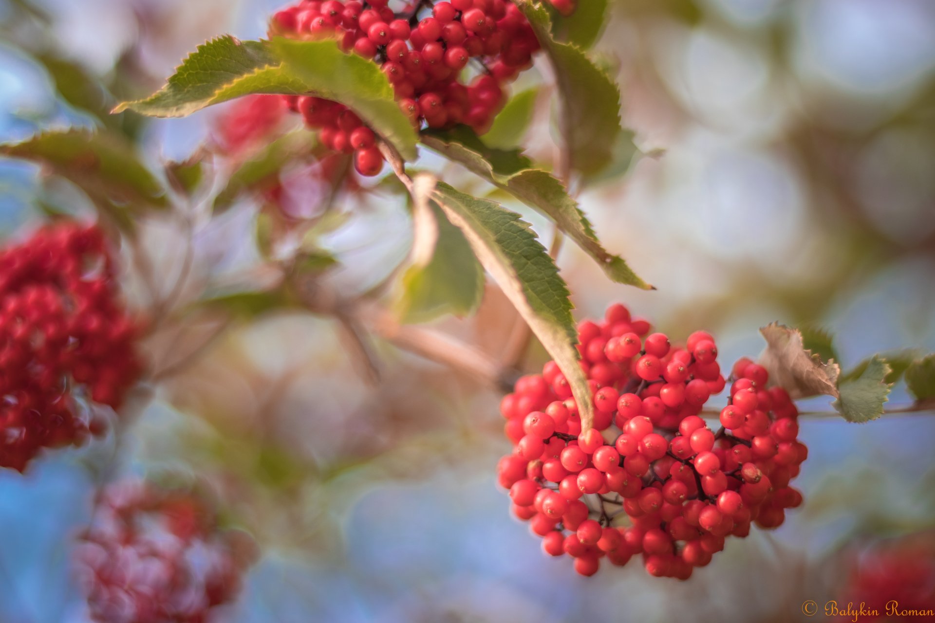 Download Currants Nature Close-up 4k Ultra HD Wallpaper by Vergilius