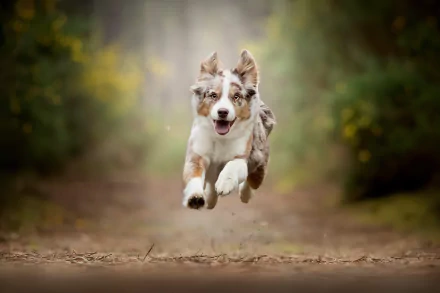 HD desktop wallpaper: Australian Shepherd puppy leaping toward camera on a forest path, shallow depth of field highlighting the playful baby dog.