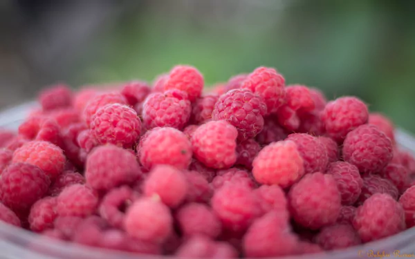 food raspberry HD Desktop Wallpaper | Background Image