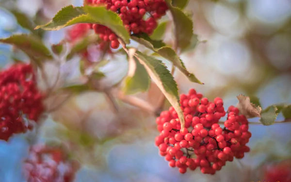 currants nature close-up HD Desktop Wallpaper | Background Image