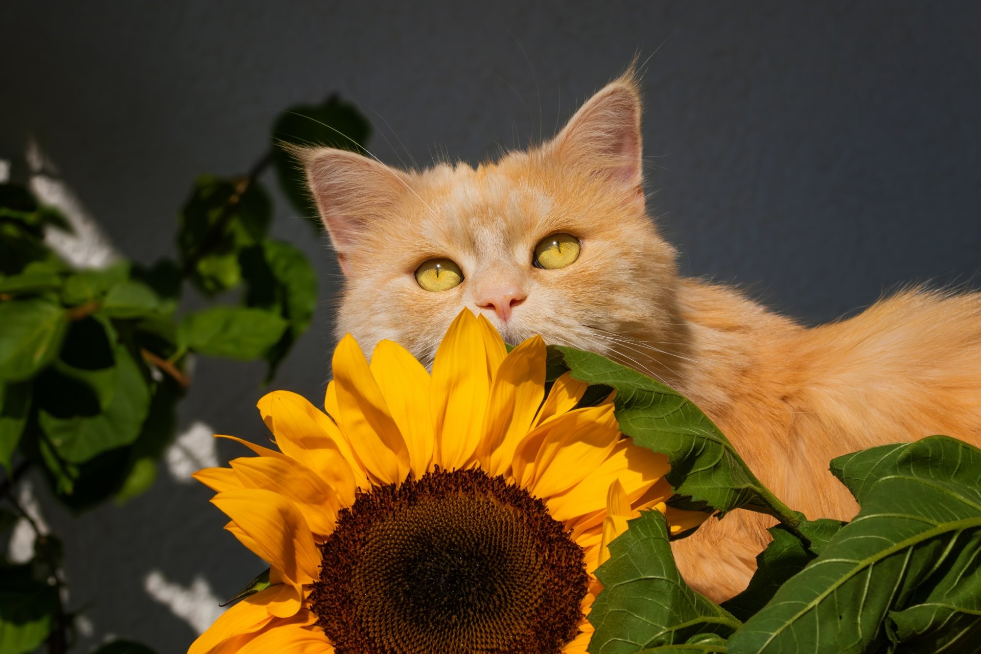 Download Sunflower Animal Cat 4k Ultra HD Wallpaper