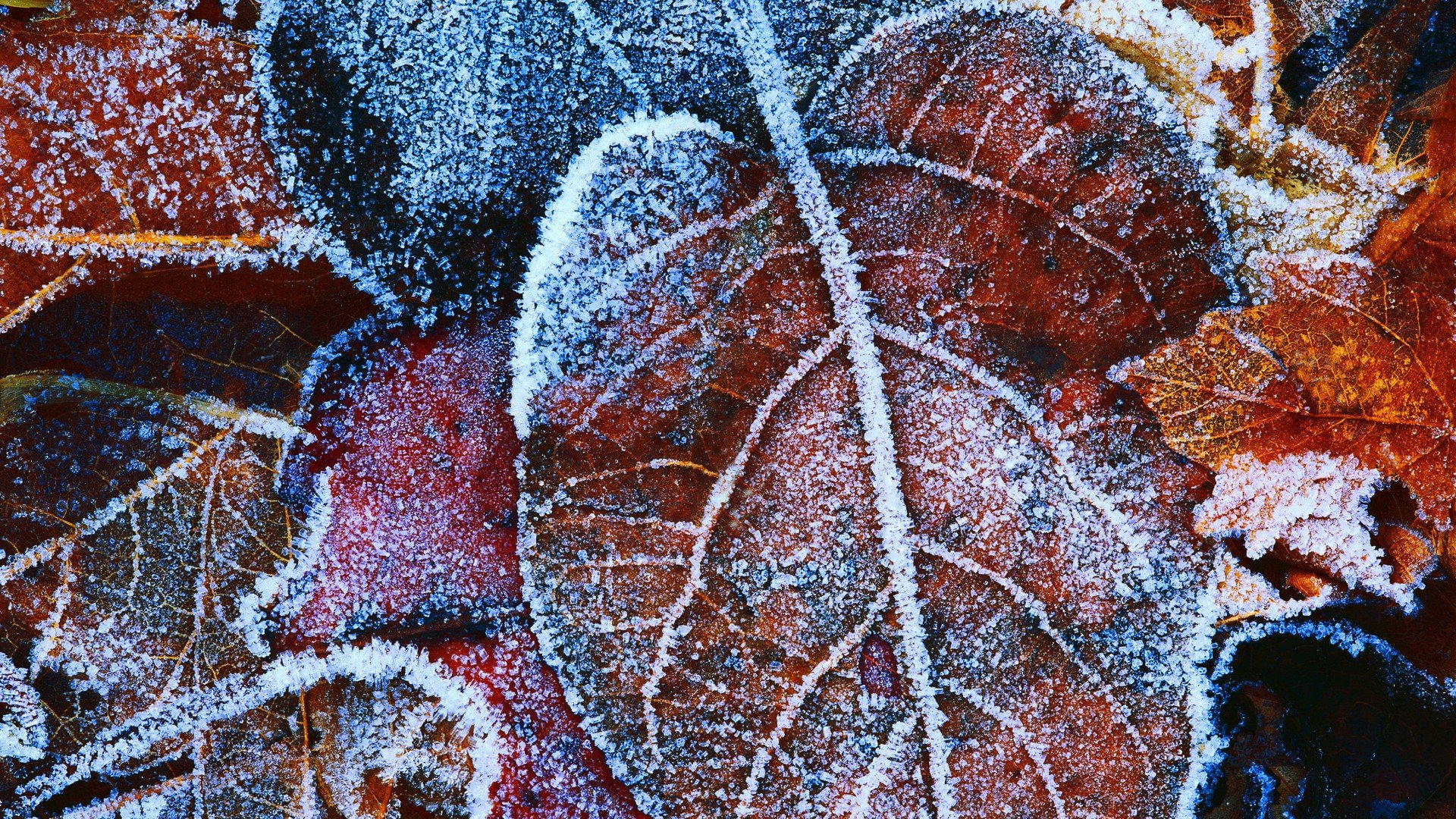 HD desktop wallpaper featuring close-up of frost-covered autumn leaves, highlighting intricate veins and natural textures in a vibrant nature scene.