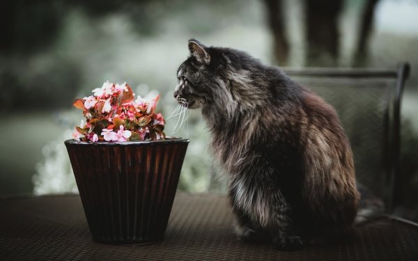 Animal Cat Cats Flower HD Wallpaper | Background Image
