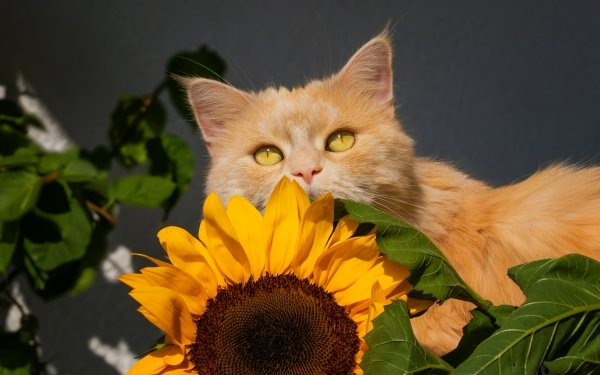 Animal Cat Cats Sunflower HD Wallpaper | Background Image