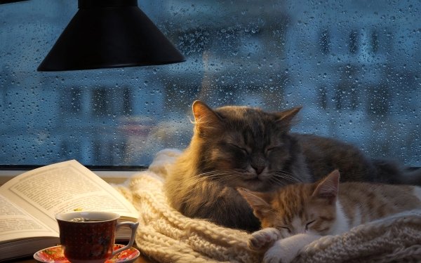 Animal Cat Cats Sleeping Cup HD Wallpaper | Background Image