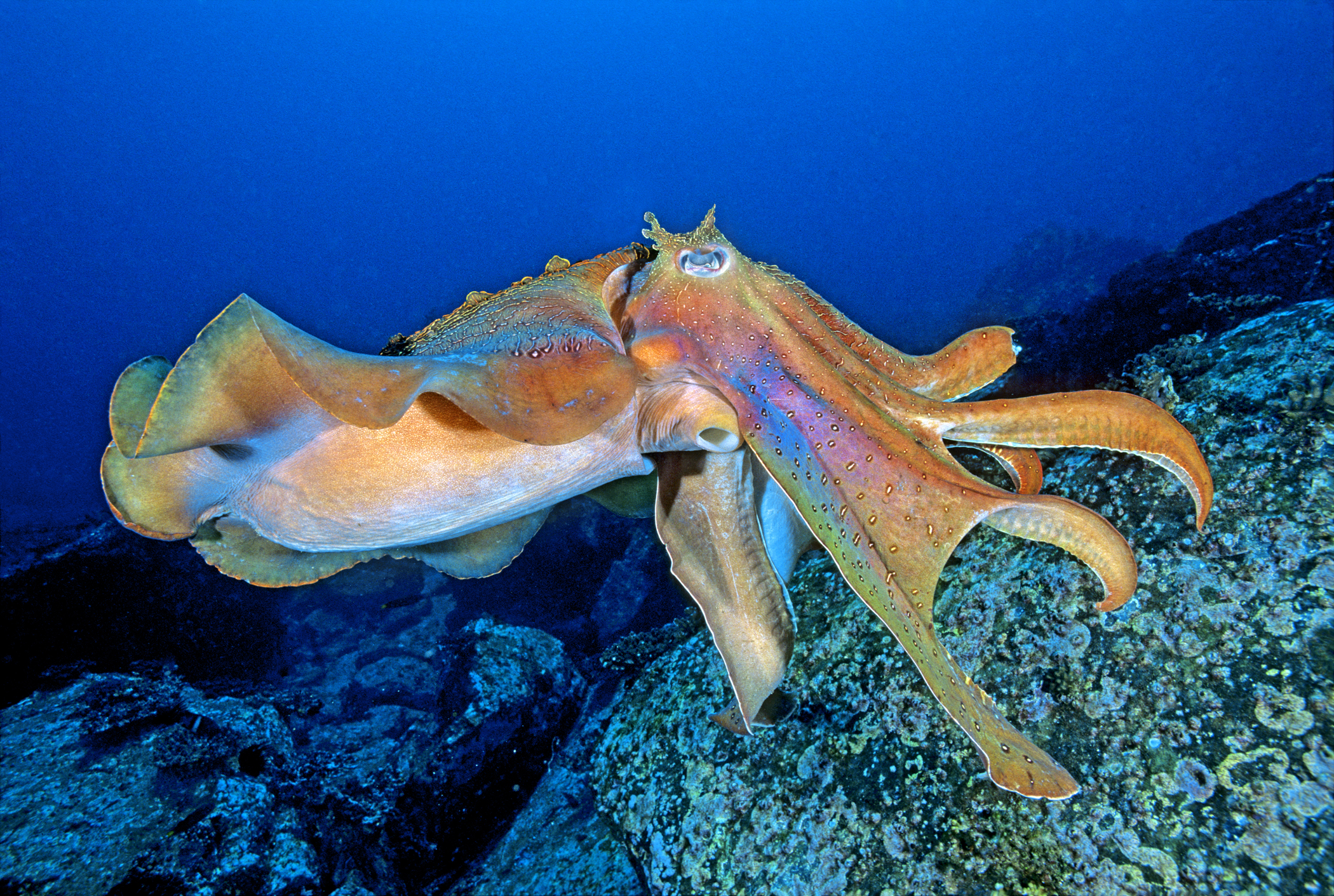 Animal Cuttlefish HD Wallpaper | Background Image