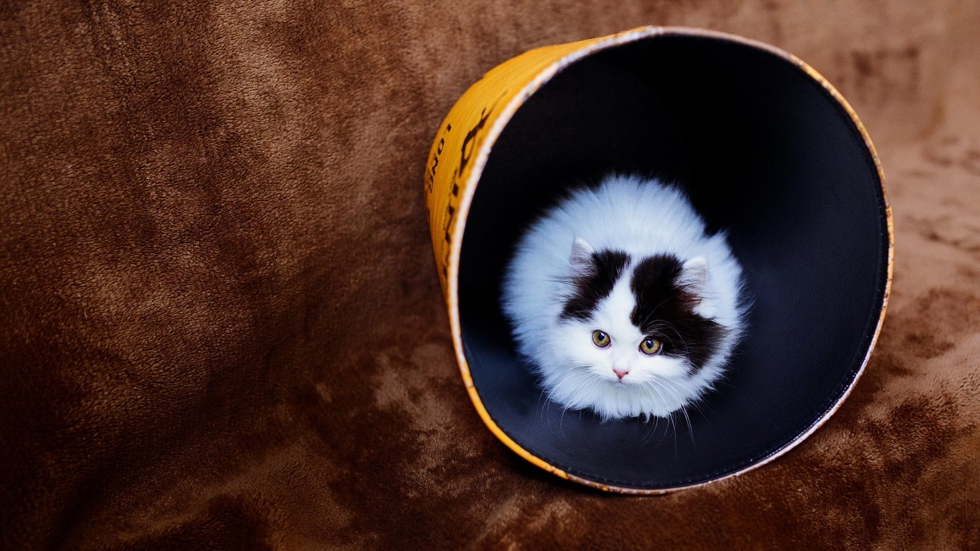 HD desktop wallpaper featuring a fluffy white and black cat inside a yellow bucket, set against a rich brown background.