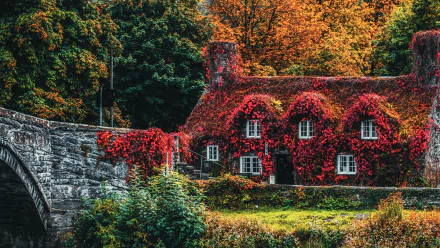 Ivy-Covered House in Wales in Autumn