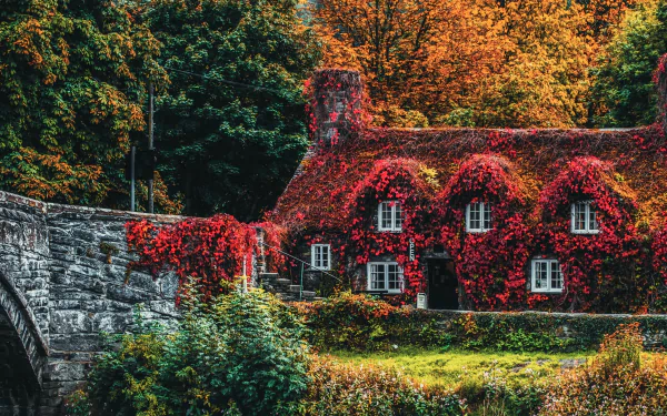  Ivy-Covered House in Wales in Autumn
