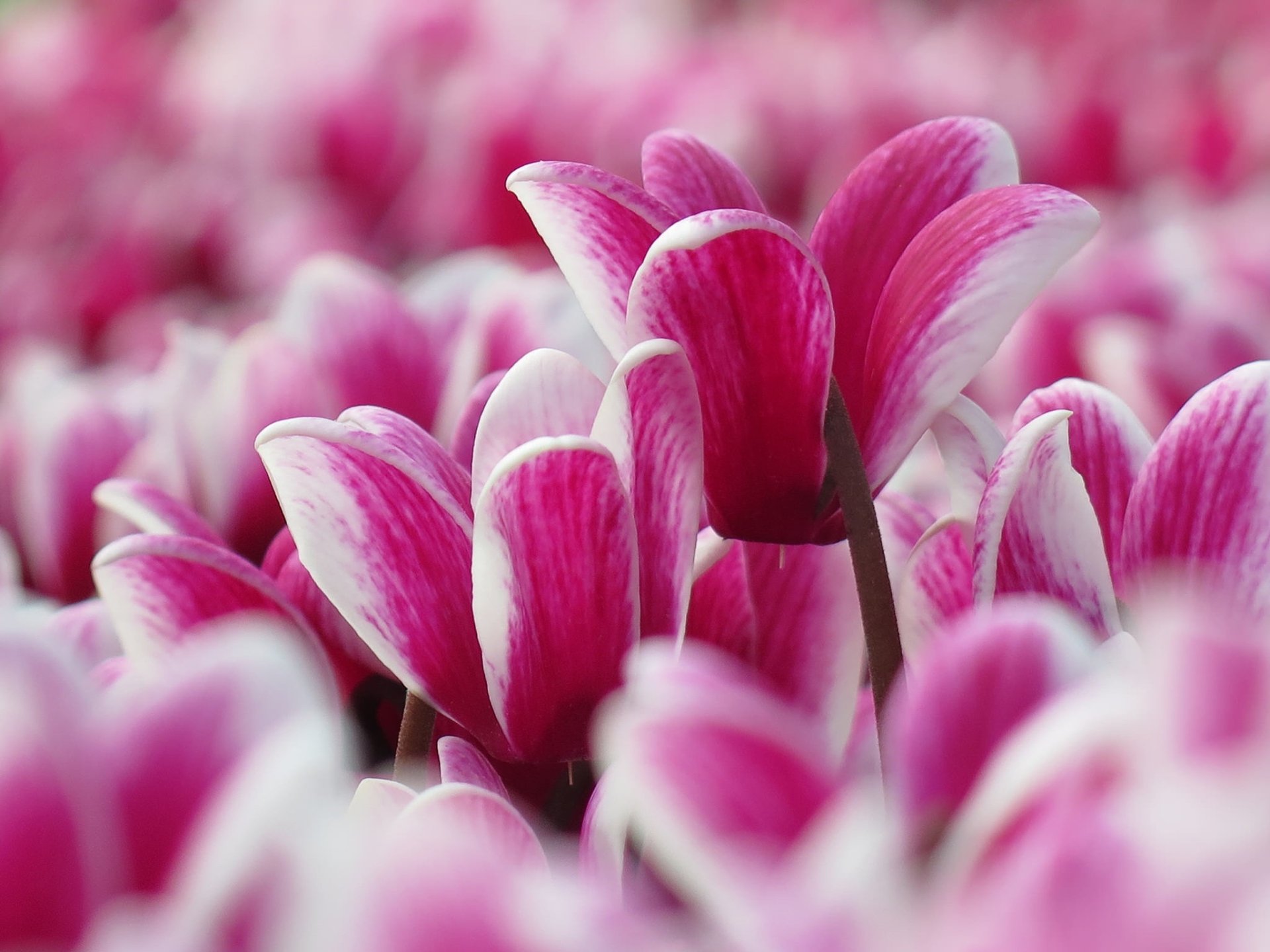 Download Pink Flower Close-up Nature Flower HD Wallpaper