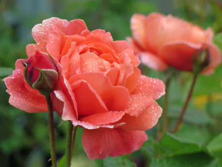 Close-up of a peach rose covered in dewdrops, showcasing delicate petals and natural beauty, captured in HD for a vibrant desktop wallpaper.