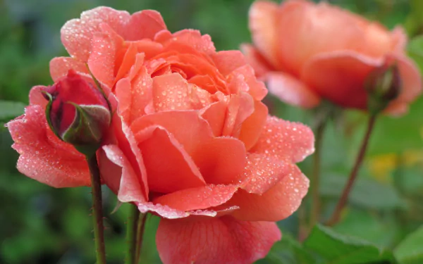 Close-up of a peach rose covered in dewdrops, showcasing delicate petals and natural beauty, captured in HD for a vibrant desktop wallpaper.