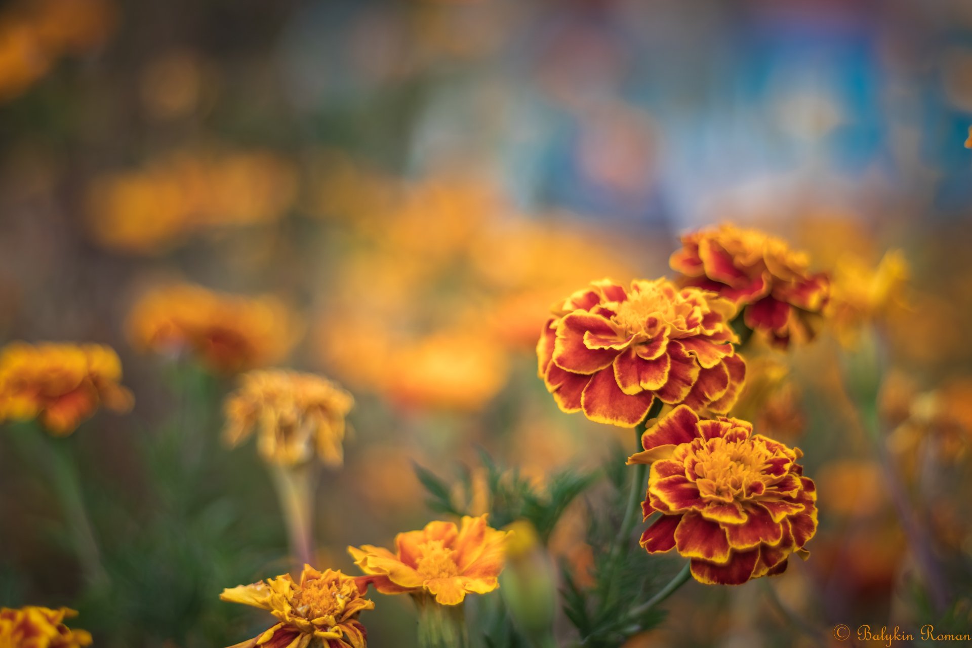 Download Orange Flower Flower Nature Marigold 4k Ultra HD Wallpaper by