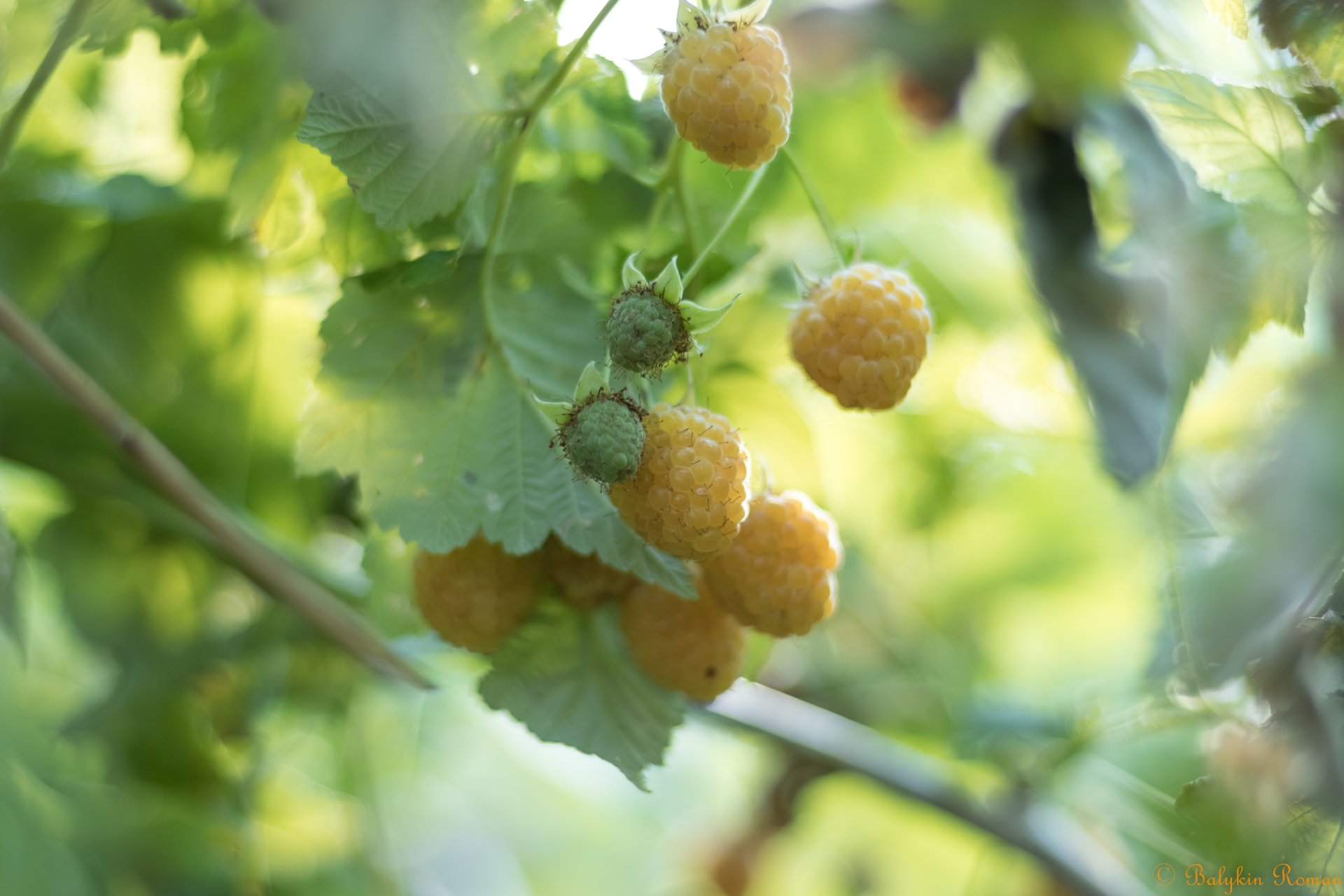 Download Food Raspberry 4k Ultra HD Wallpaper by Vergilius