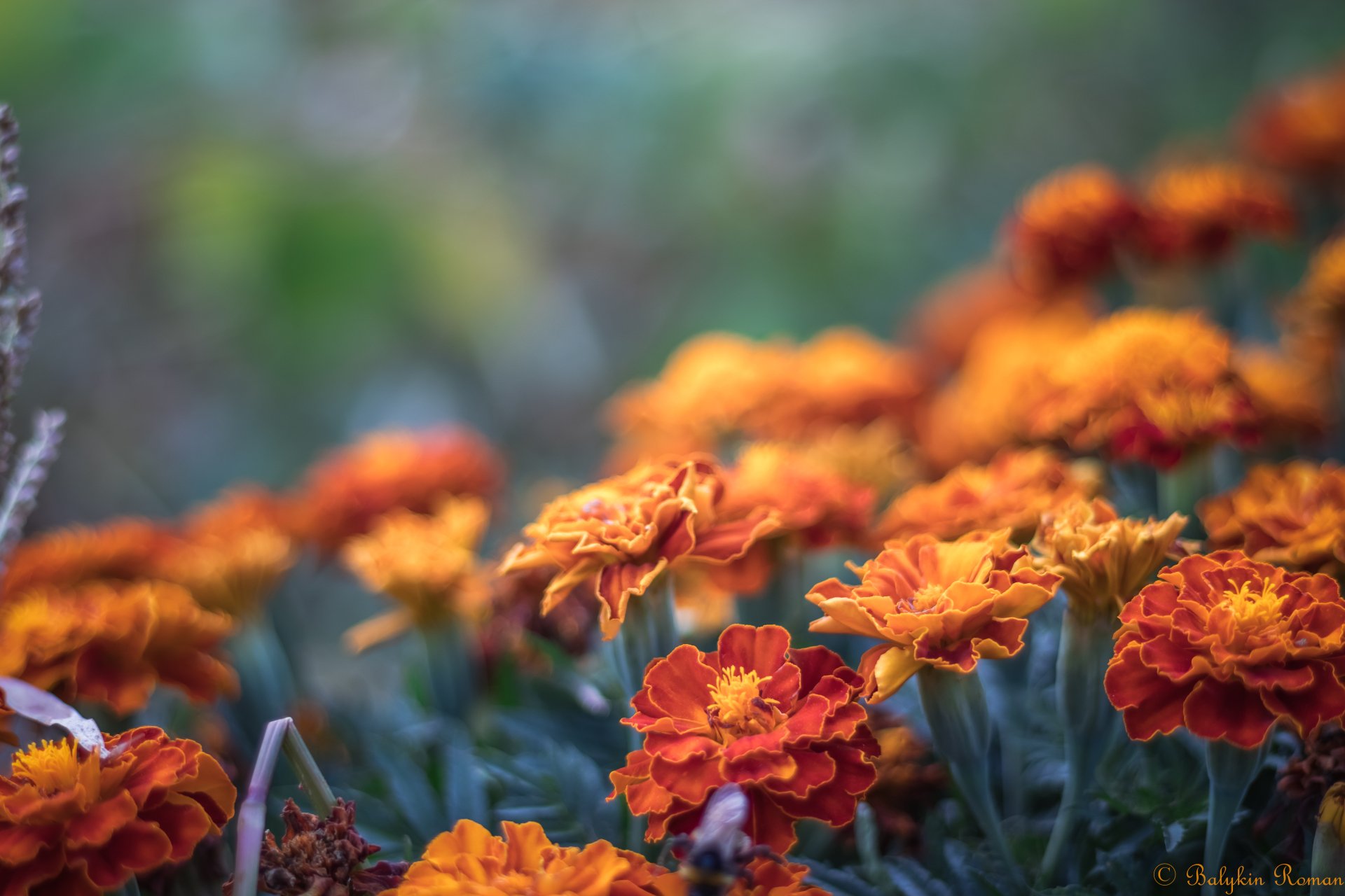 Marigold 4k Ultra HD Wallpaper by Vergilius