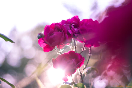 Pink rose cluster bathed in sunlight with soft bokeh nature background — 5K Ultra HD PC desktop wallpaper and background.