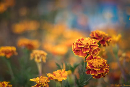 orange flower flower nature marigold HD Desktop Wallpaper | Background Image