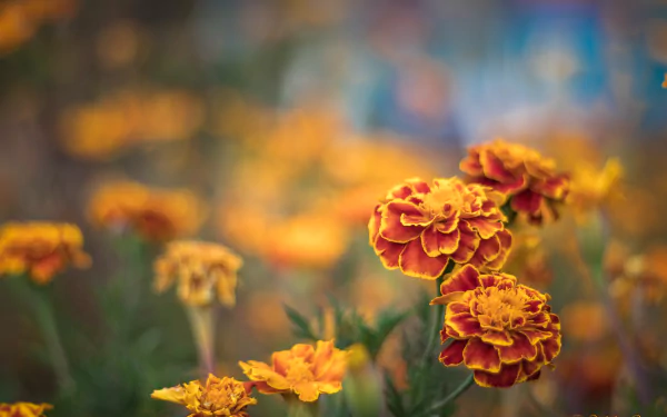 orange flower flower nature marigold HD Desktop Wallpaper | Background Image