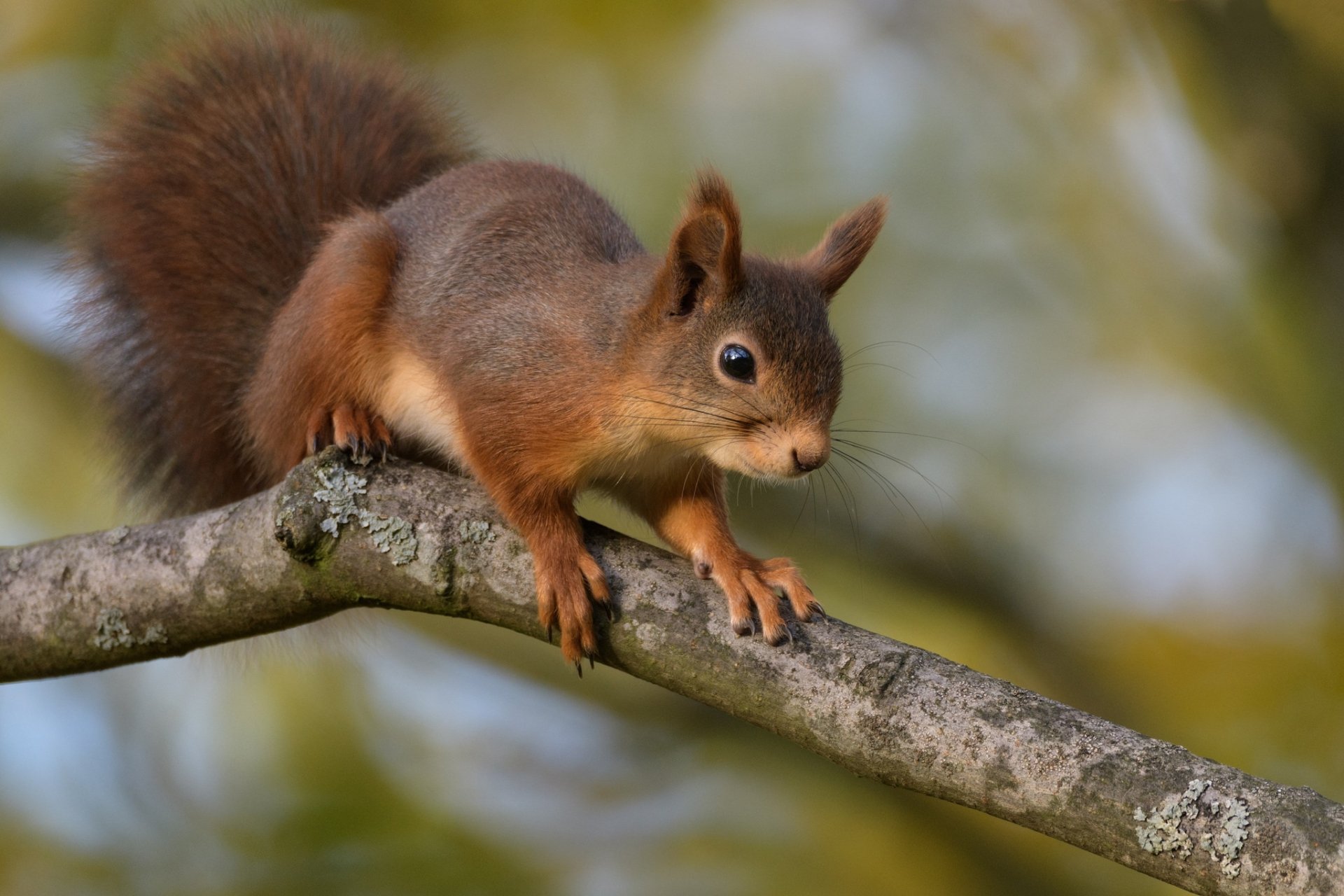 Download Rodent Animal Squirrel HD Wallpaper