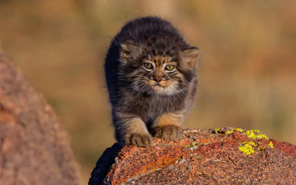 HD desktop wallpaper showing a baby Pallas's cat cub perched on a rock with a blurred natural background.