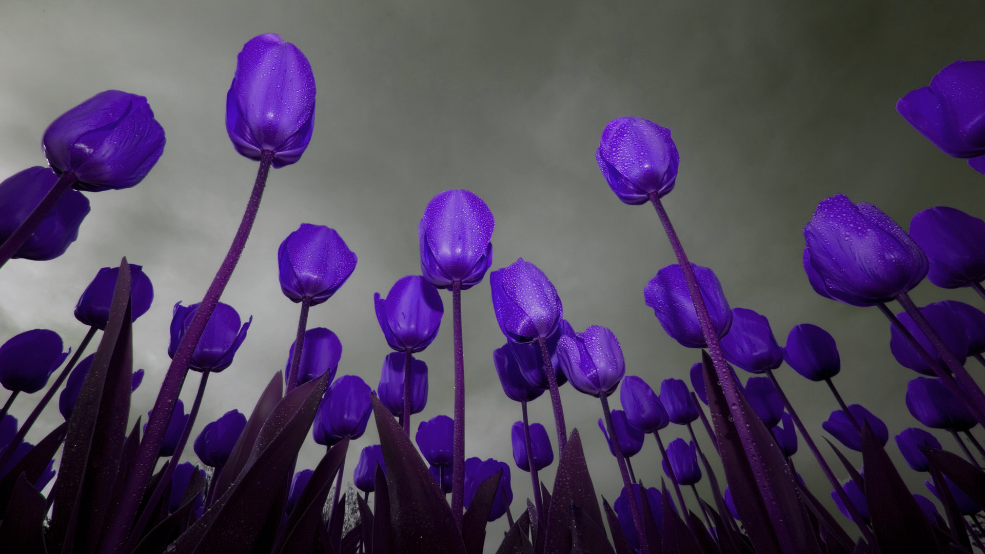 dark purple tulips wallpaper